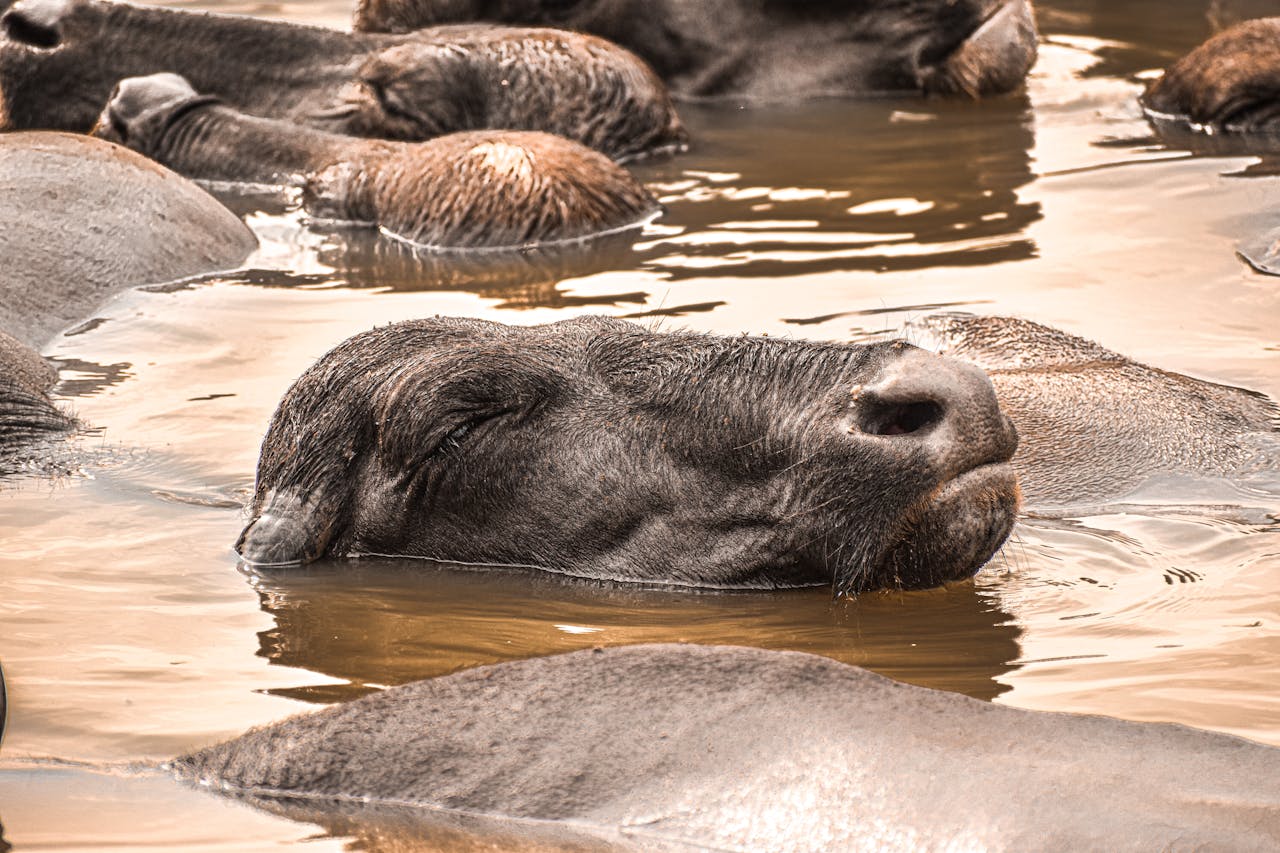 Close-up of a relaxed buffalo herd submerged in muddy water showcasing wildlife behavior.