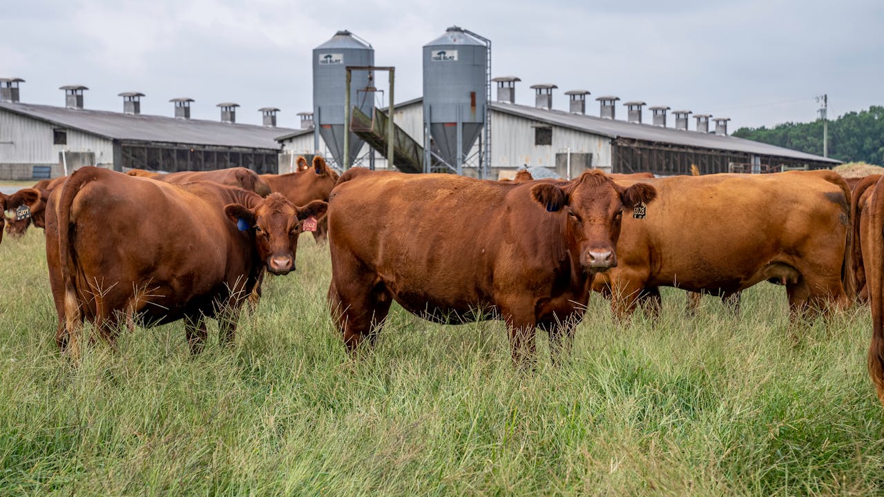 A herd of brown cattle grazing in front of a farm building in North Carolina.