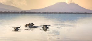 Peaceful scene of water buffalos bathing in a lake in Muang Champassak, Laos.
