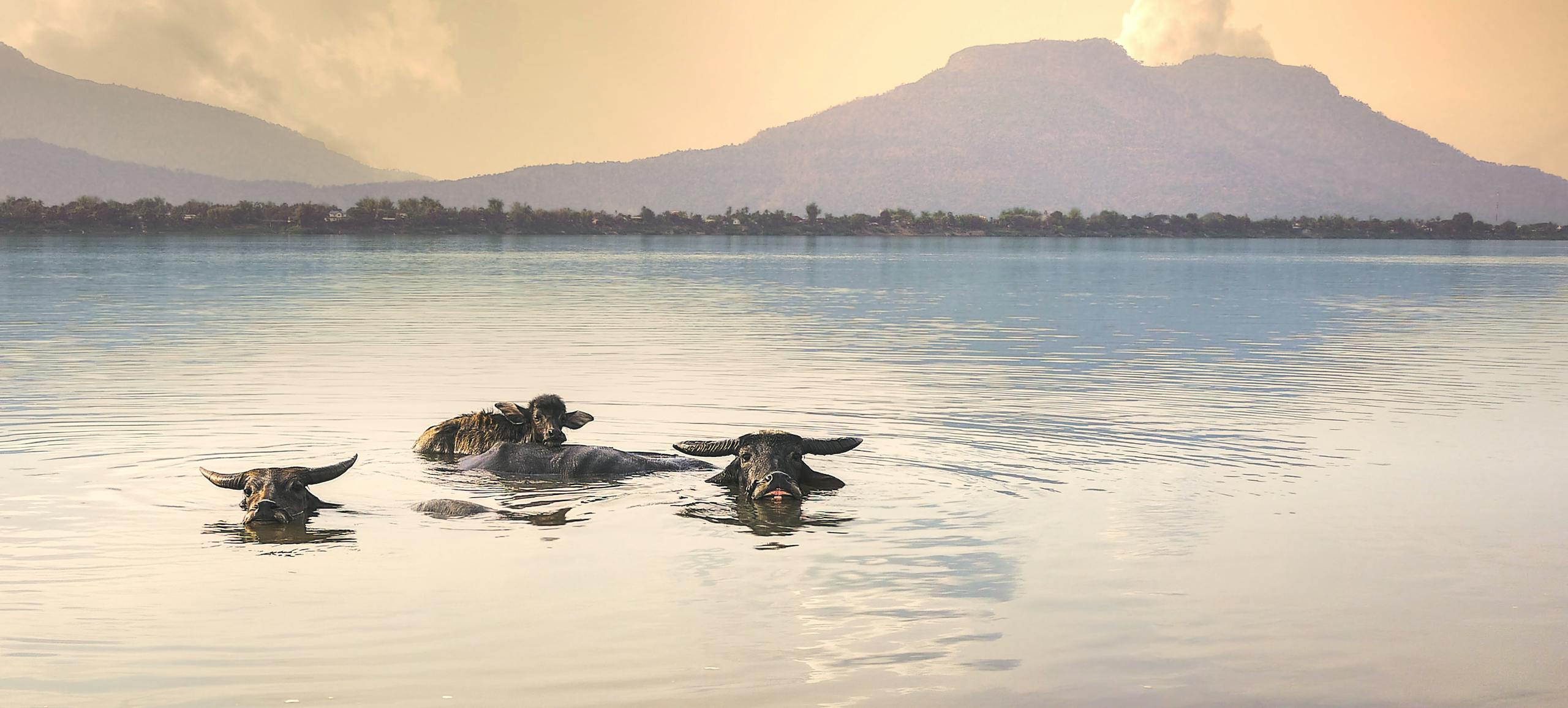 Peaceful scene of water buffalos bathing in a lake in Muang Champassak, Laos.