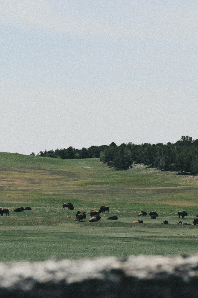 A tranquil rural scene featuring a herd of bison grazing on a lush green meadow during the day.