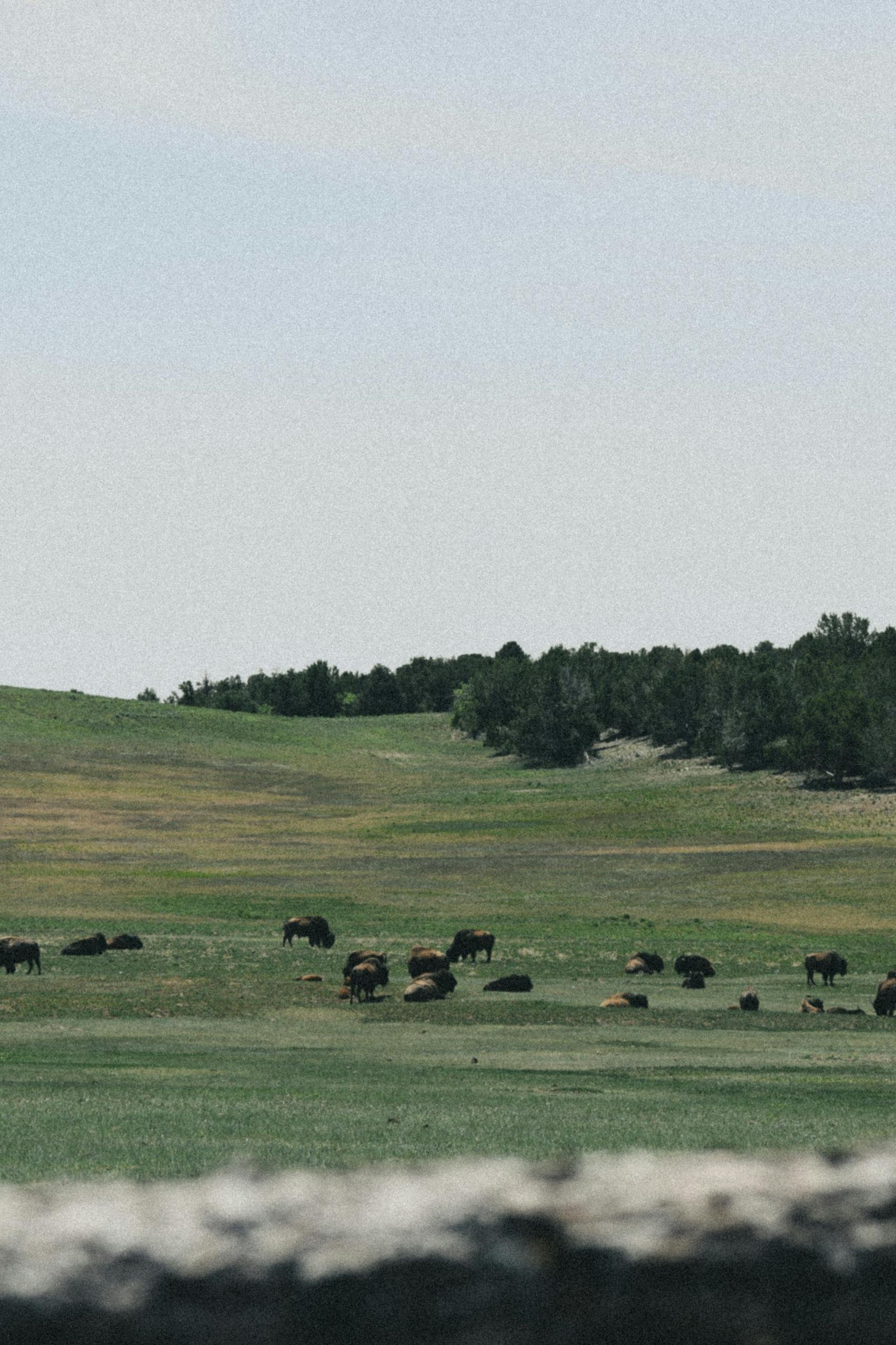 A tranquil rural scene featuring a herd of bison grazing on a lush green meadow during the day.